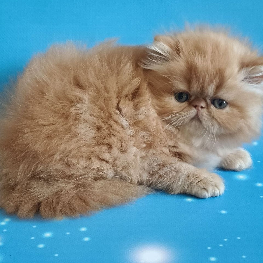 Sonata Persian female, red tabby