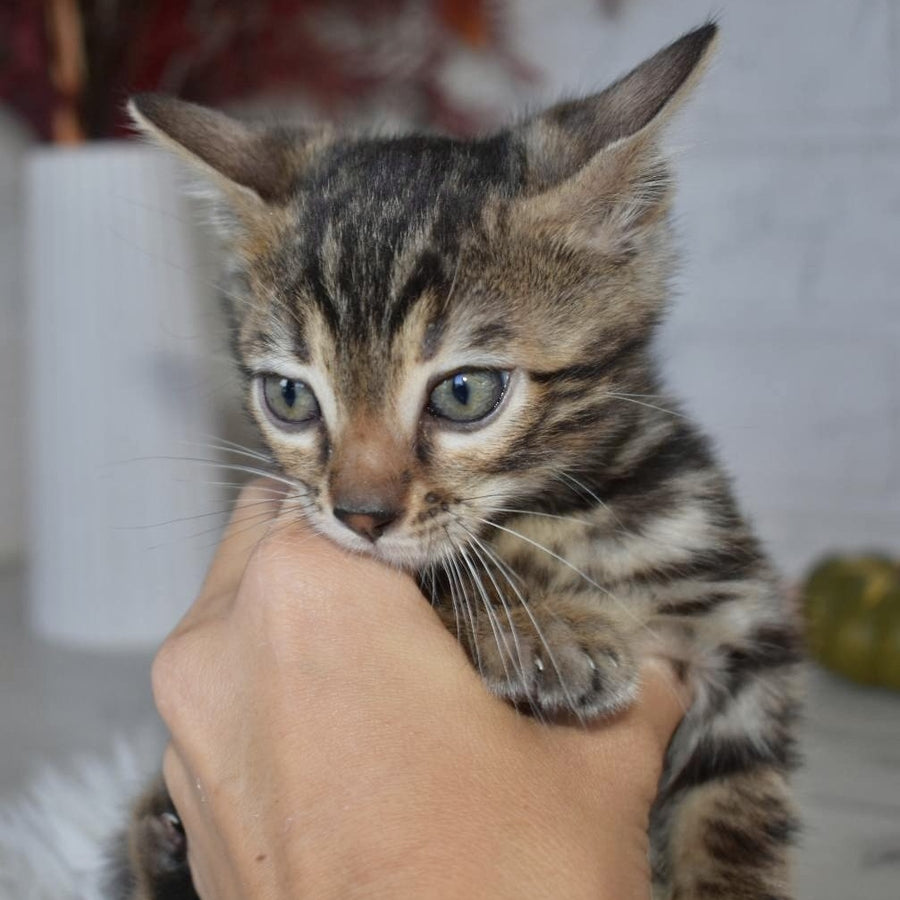 Brauni Bengal male, black spotted tabby