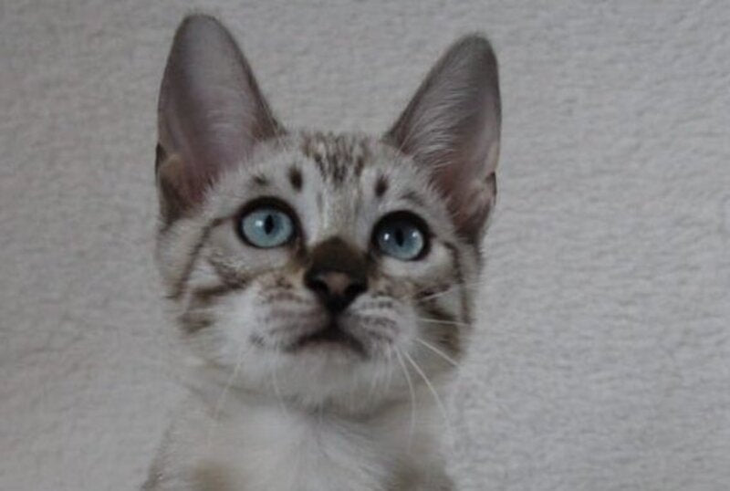 Vakula Bengal female, black spotted tabby pointed