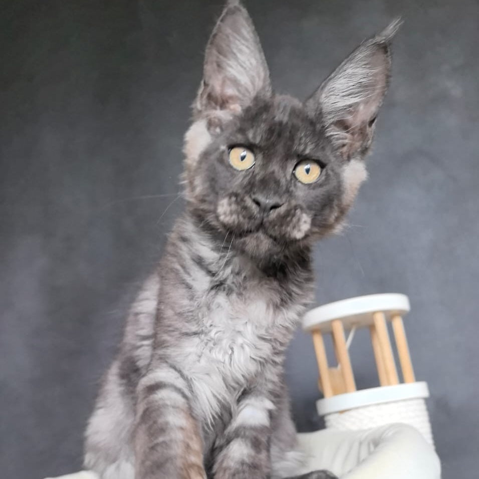 Axel Maine Coon male, black silver
