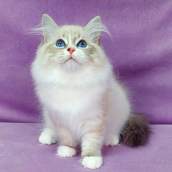 Oligarch Siberian male, blue bicolour tabby pointed