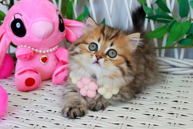 Fiona Munchkin female, chocolate golden spotted tabby