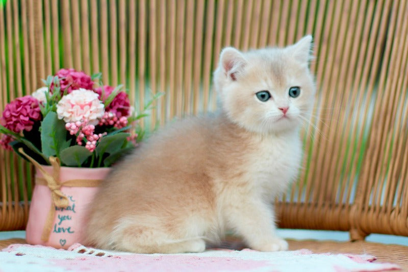 Kleo British Shorthair male, lilac golden shaded
