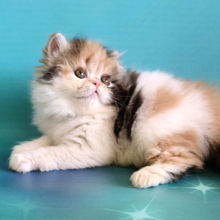 Nora Persian female, black tortie bicolour
