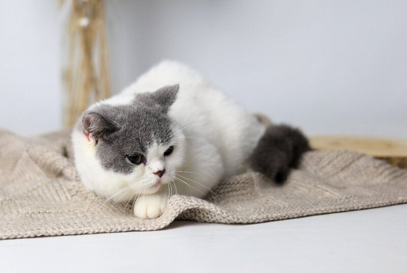 Greta British Shorthair female, blue harlequin