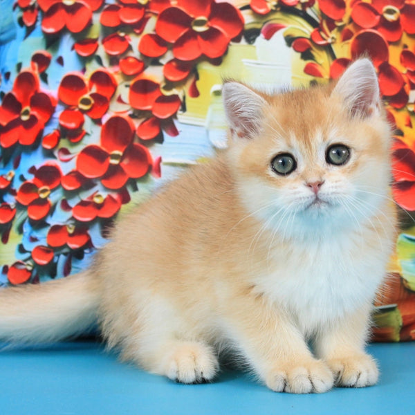 Umka British Shorthair male, black golden shaded