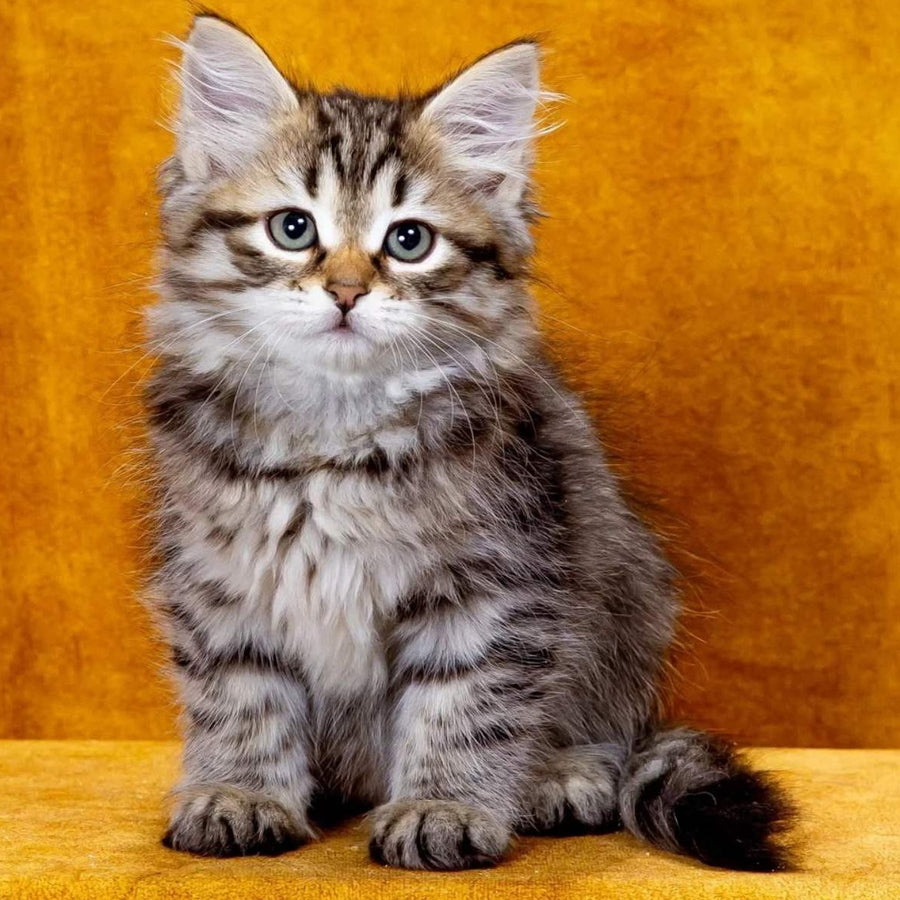 Kazimir Siberian male, black spotted tabby