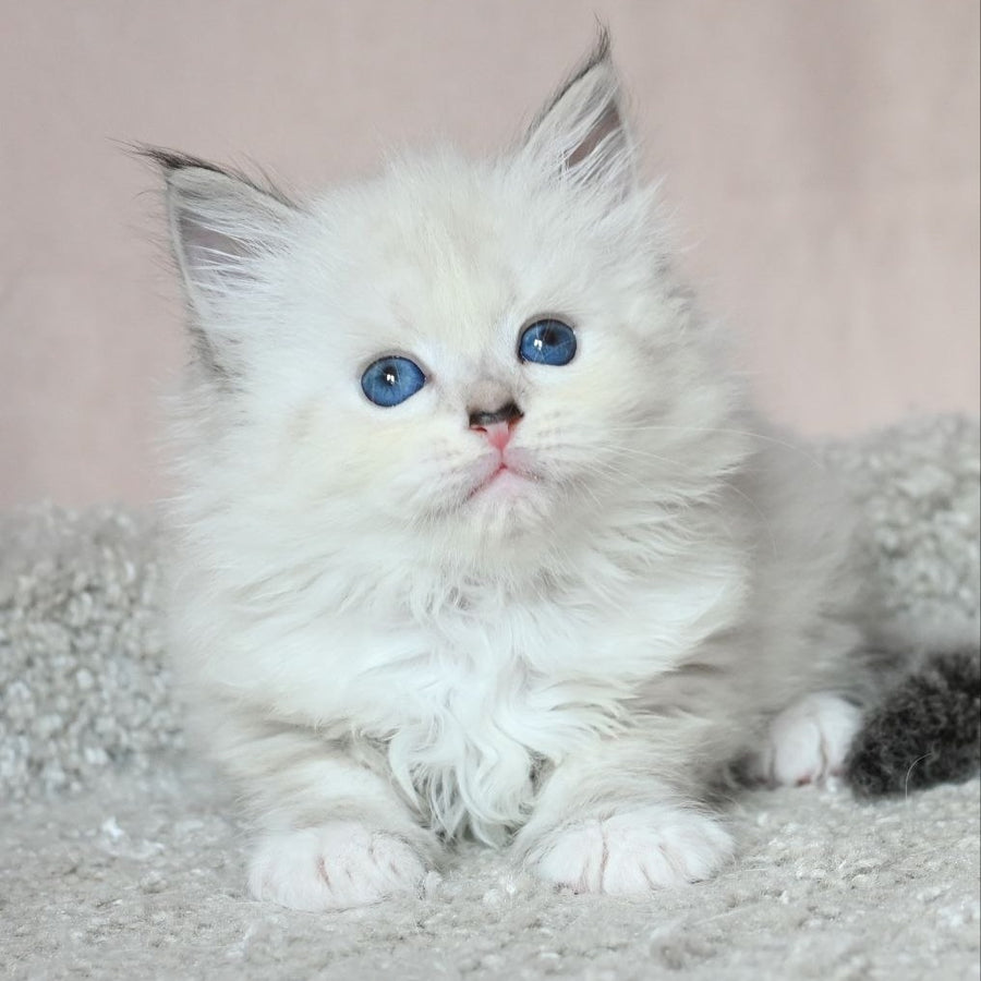 Lana Siberian female, black tabby pointed with white