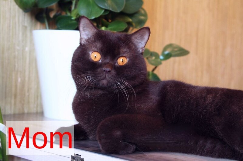 Nastya British Shorthair female chocolate - live animals