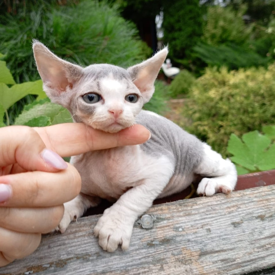 Chloe Devon Rex female, blue bicolour