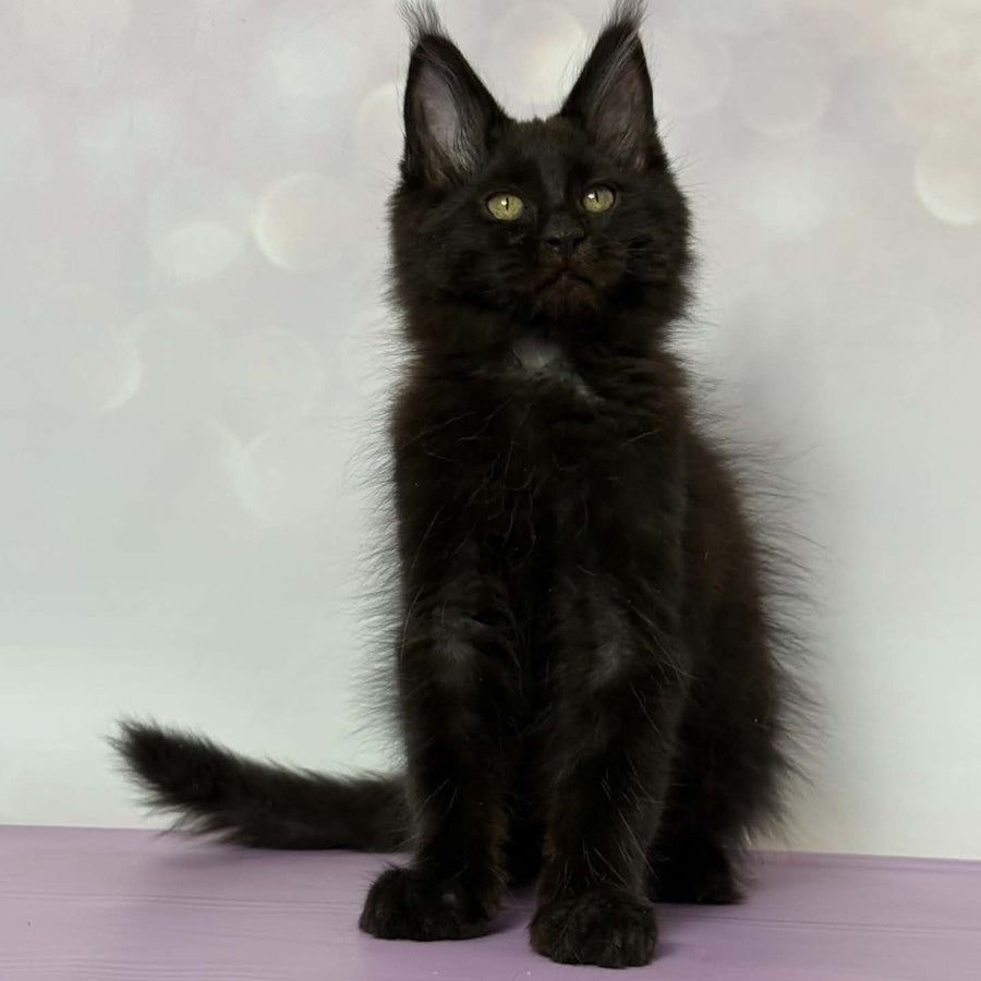 Dallas Maine Coon male, black