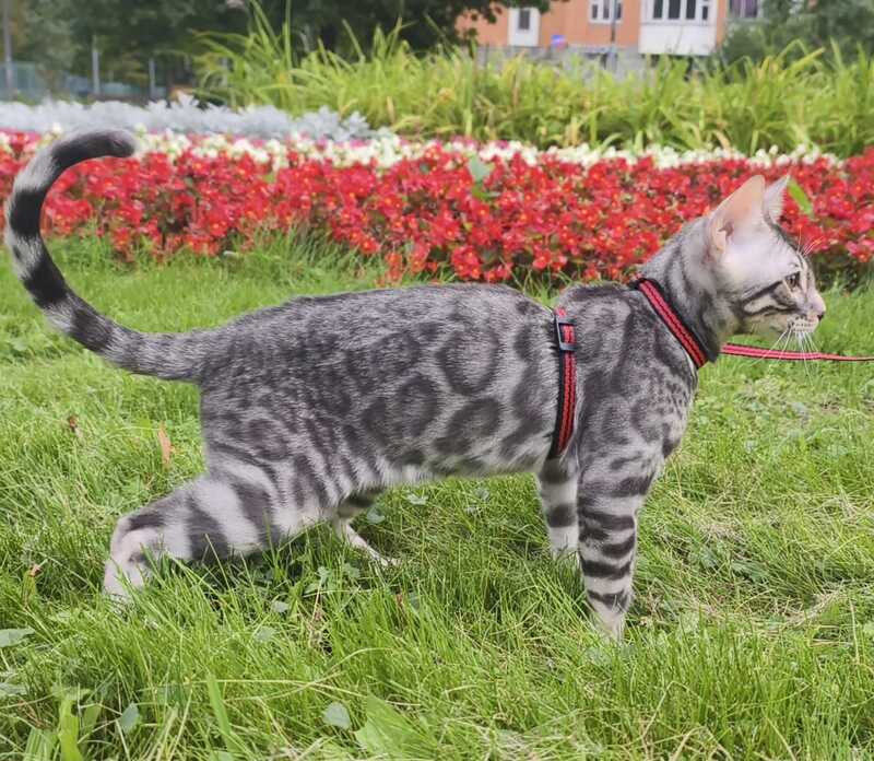 Loki Bengal male, blue silver spotted tabby
