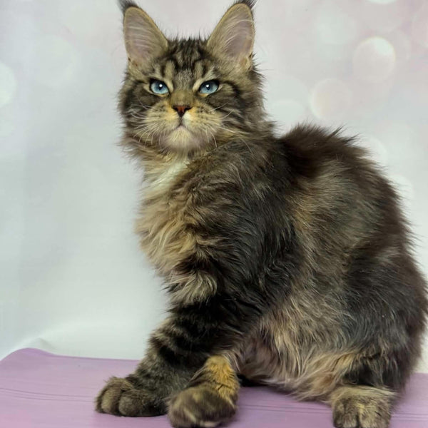 Barby Maine Coon female, black silver tabby with white
