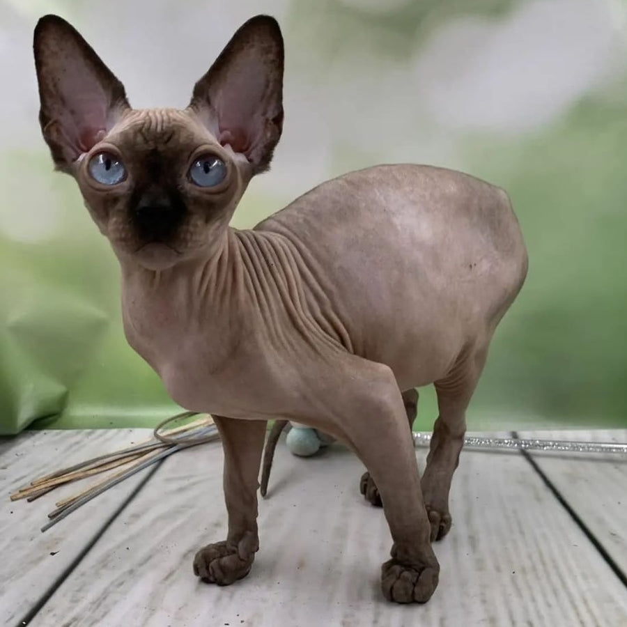 Gosha Canadian Sphynx male, black pointed