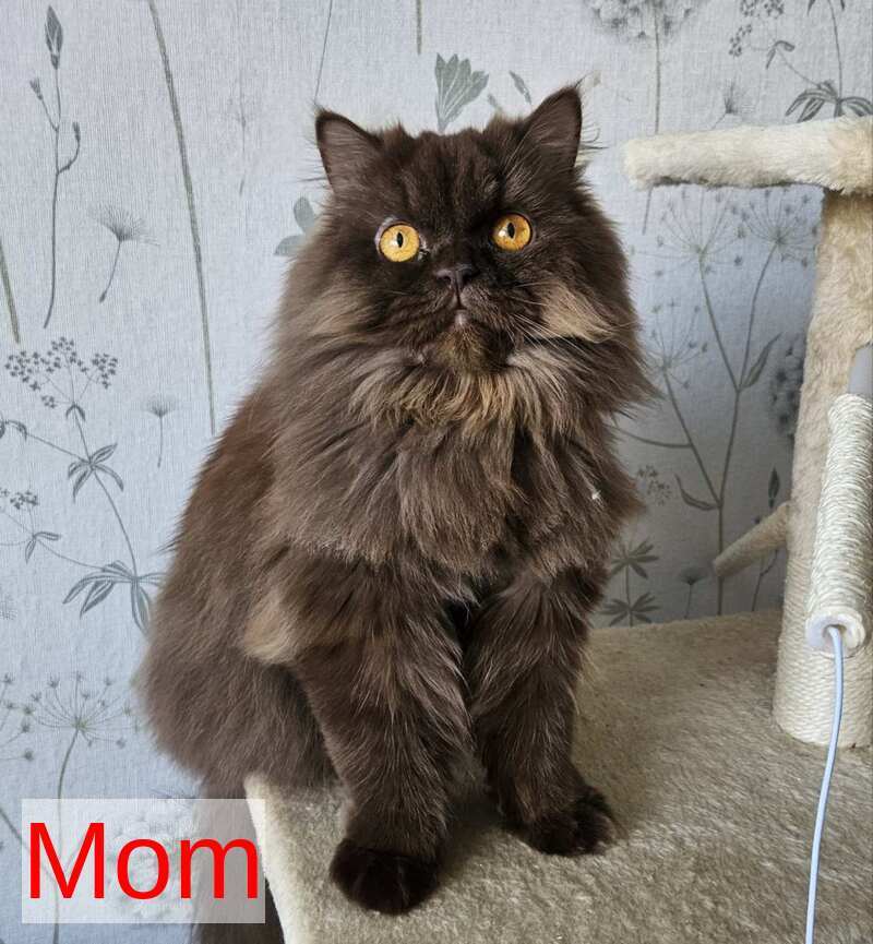 Aurelia British Shorthair female, chocolate