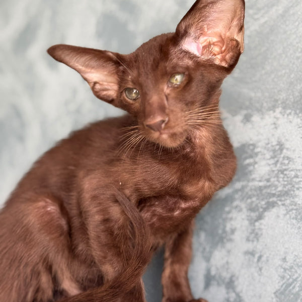 Nolik Oriental Shorthair male, chocolate
