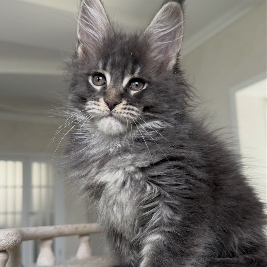 Yarik Maine Coon male, blue ticked tabby