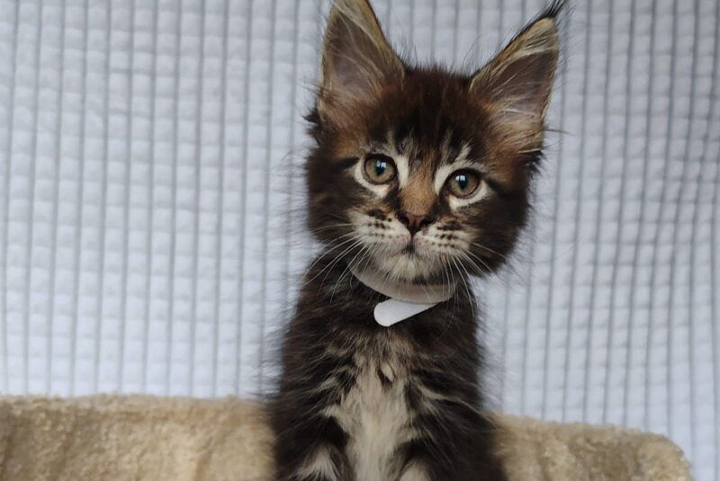 Nolan Maine Coon polydactyl male, black tabby