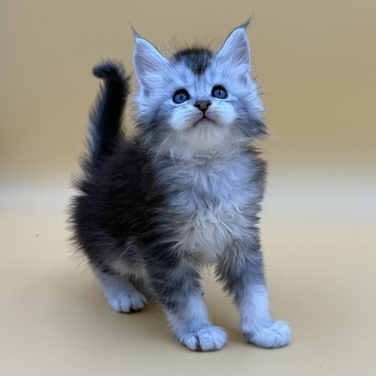 Hofi Maine Coon male, black silver ticked tabby