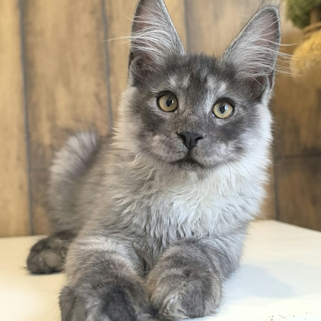 Walter Maine Coon male, black silver