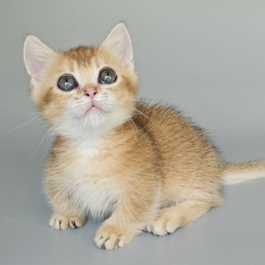 Bublik Munchkin male, black golden shaded