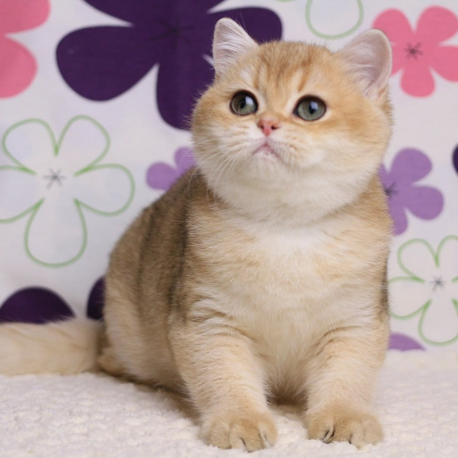 Taya British Shorthair female, black golden shaded