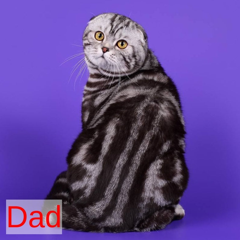 Yuna Scottish Fold female, black silver tabby