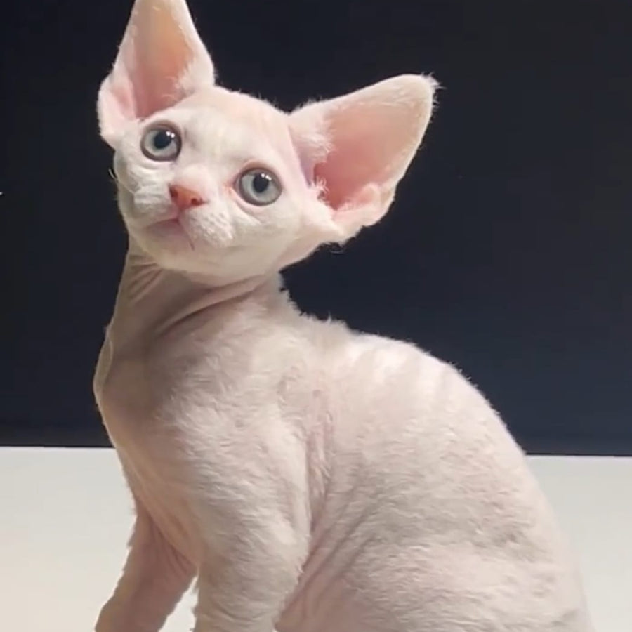 Pixi Devon Rex male, white