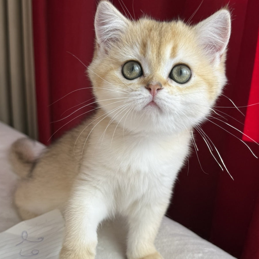 Elvira Scottish Straight female, black golden shaded
