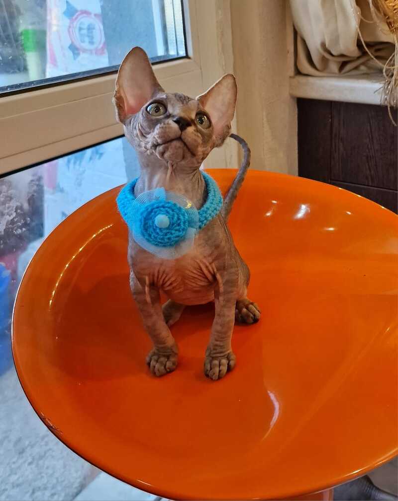Daily Canadian Sphynx female black tabby - live animals