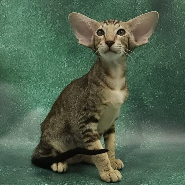 Azrael Oriental Shorthair male, black tabby