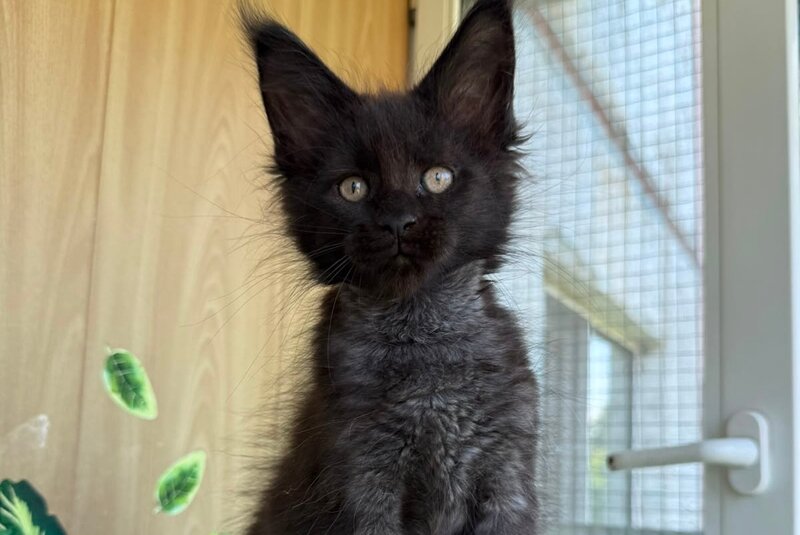 Aquanit Maine Coon male, black silver