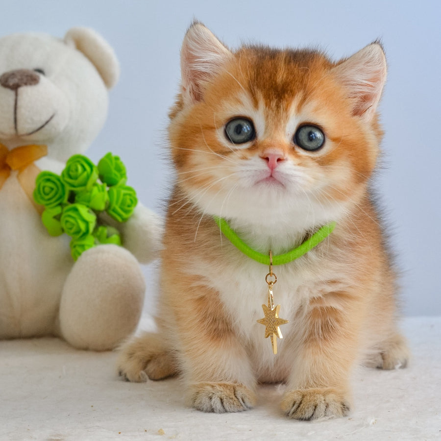 Gery British Shorthair male, black golden ticked tabby