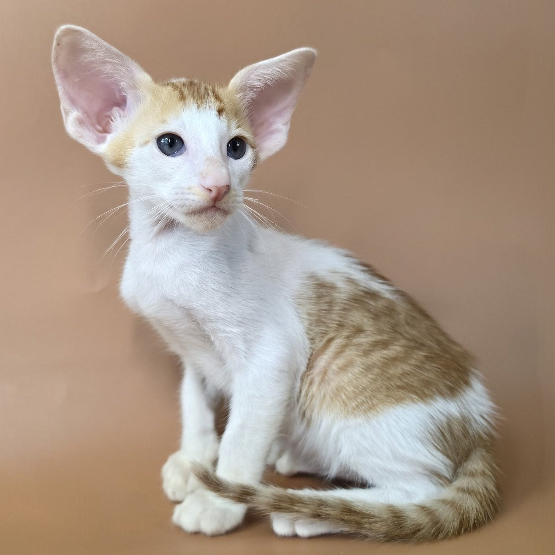 Kronos Oriental Shorthair male, red bicolour spotted tabby