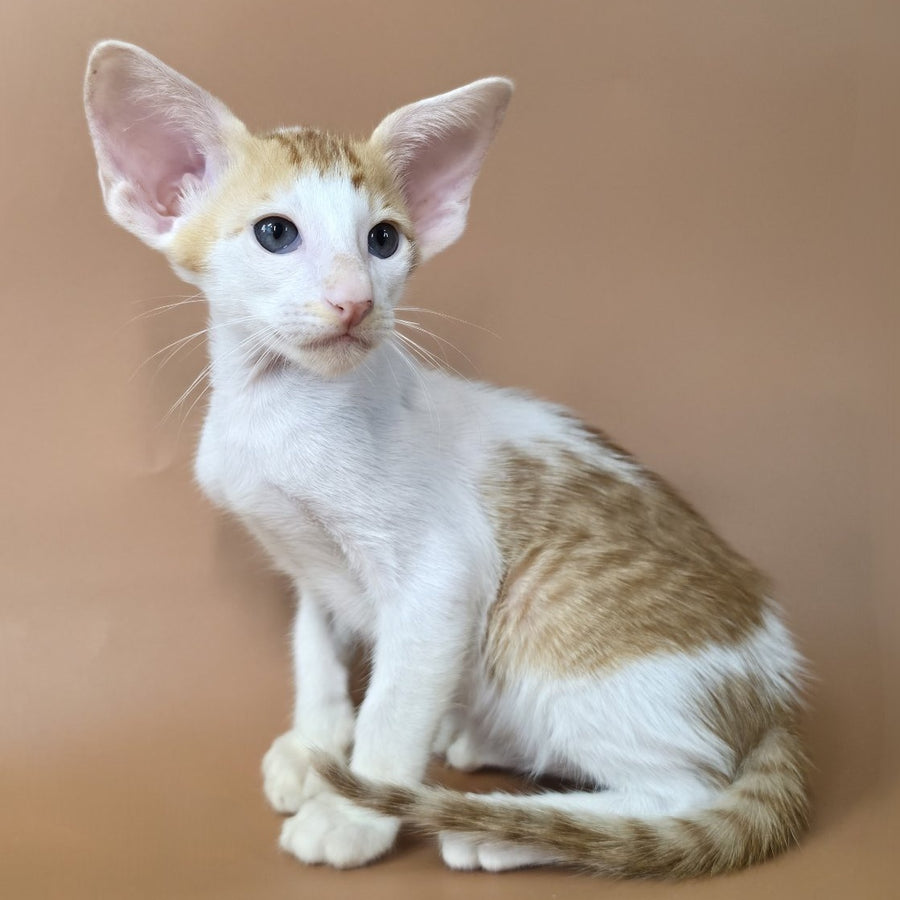 Kronos Oriental Shorthair male, red bicolour spotted tabby