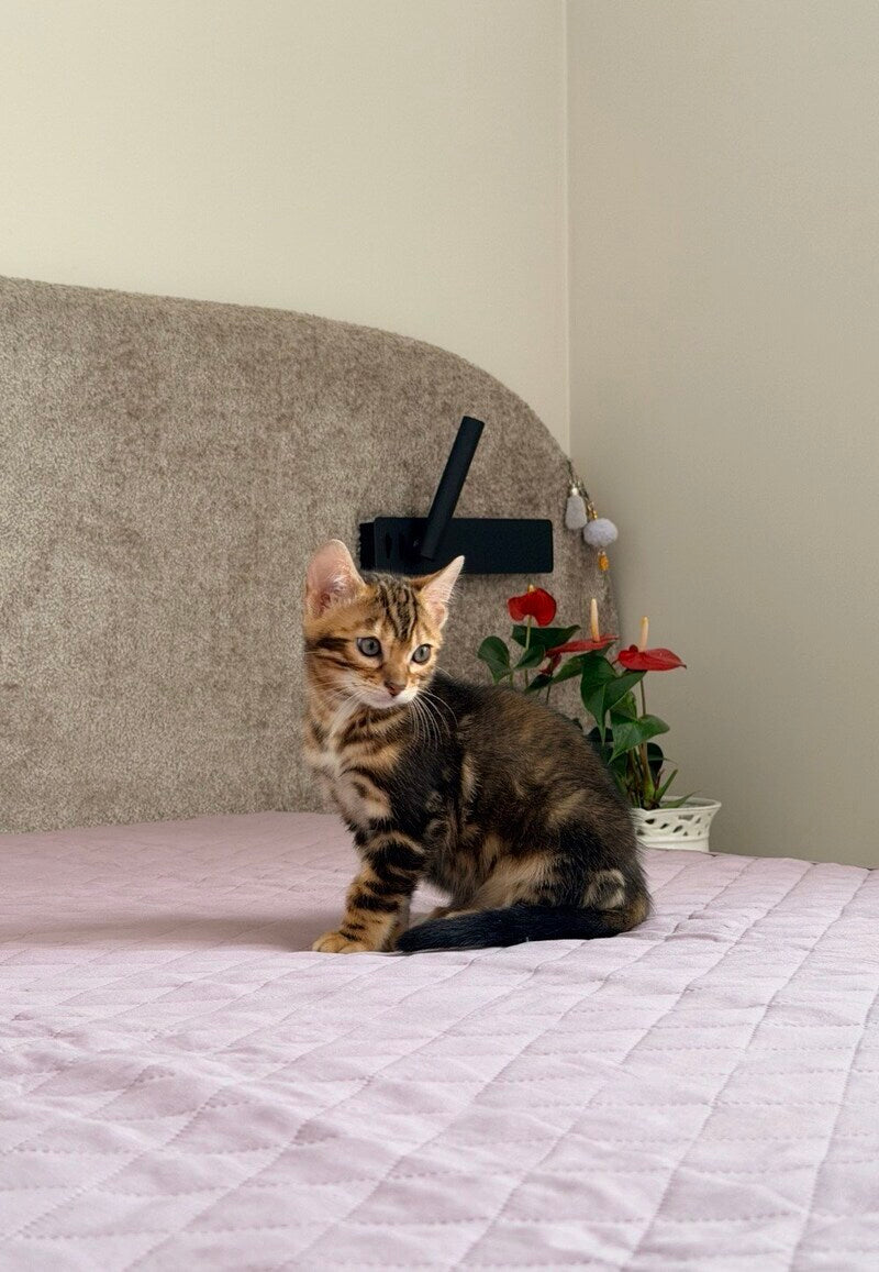 Bazzi Bengal male black tabby - live animals