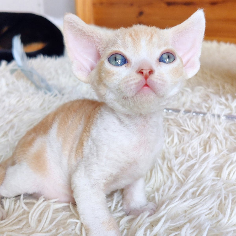 Leon Devon Rex male, red bicolour