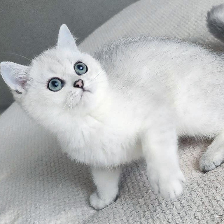 Illarion British Shorthair male, black silver shaded