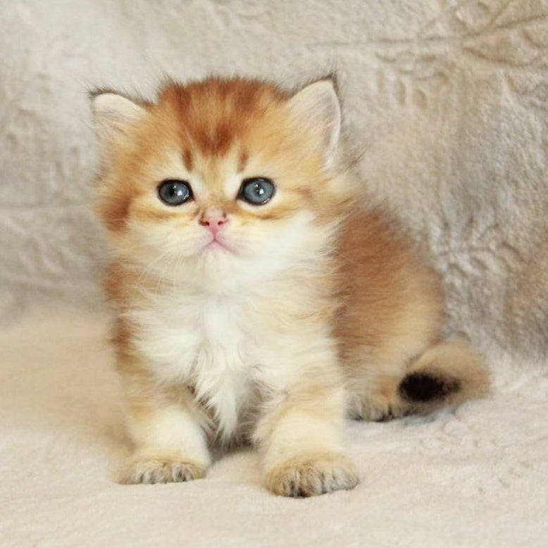 Lili British Longhair female, black golden shaded