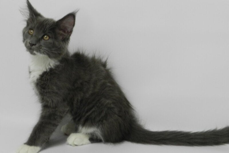 Daisy Maine Coon female, blue bicolour