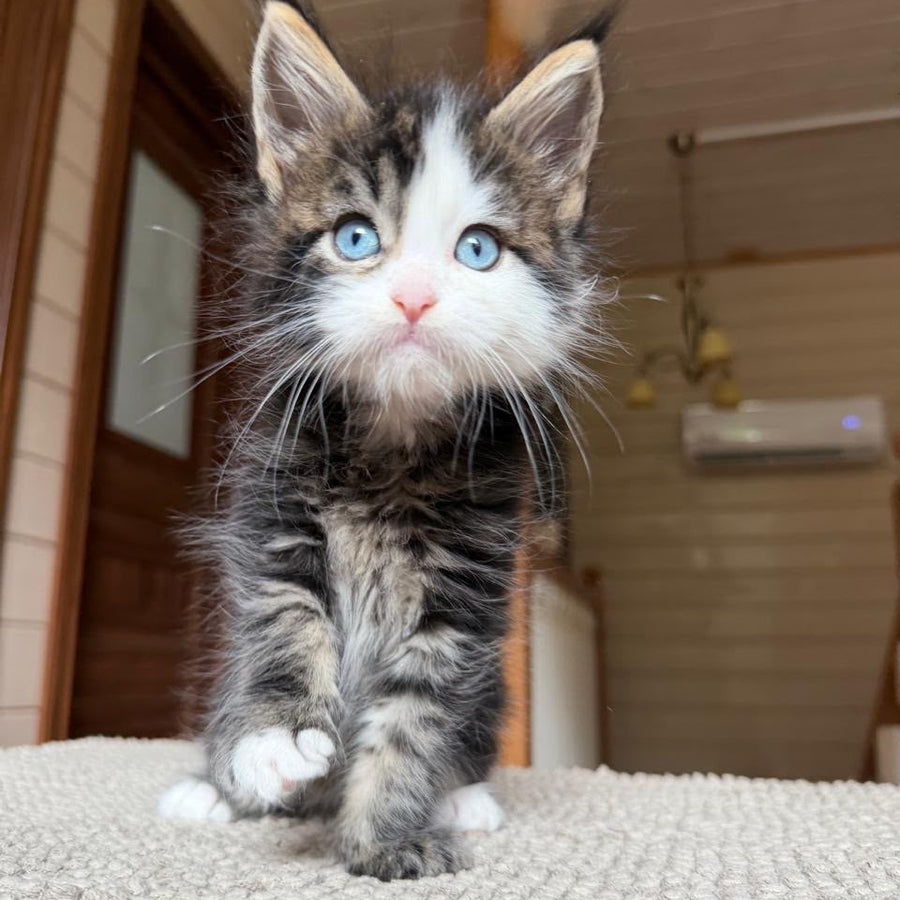 Charli Maine Coon male, black tabby with white