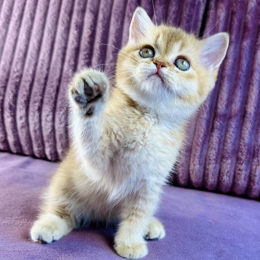 Golden Rose British Shorthair female, cinnamon golden shaded