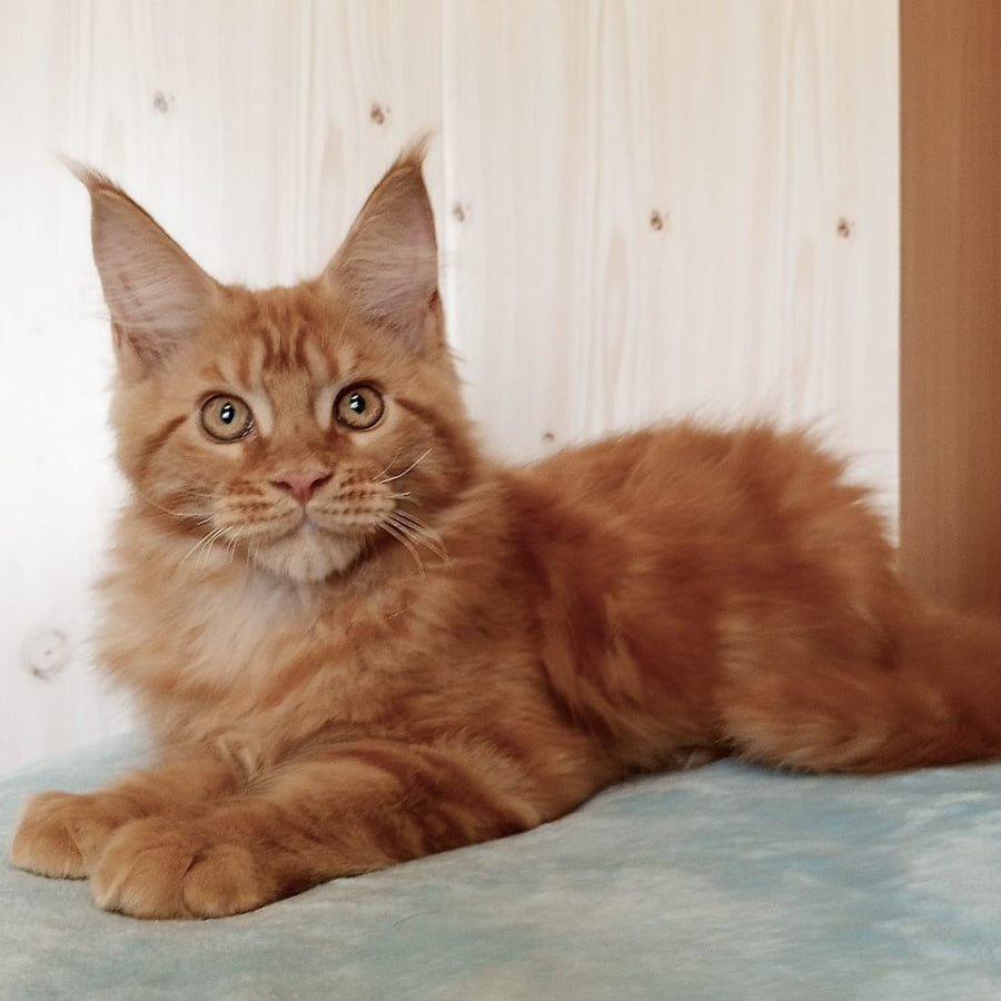 Willy Maine Coon male, red
