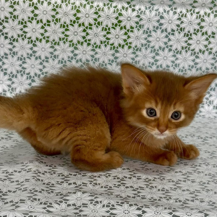Gabriel Somali male, sorrel