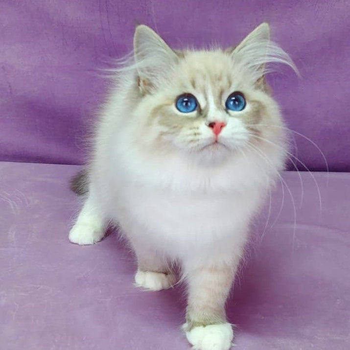 Oligarch Siberian male, blue bicolour tabby pointed