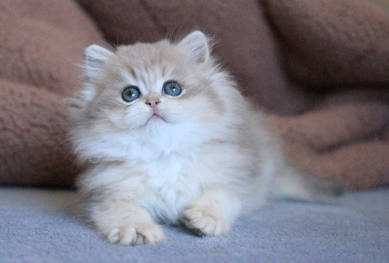 Multic British Longhair male blue golden shaded - live animals