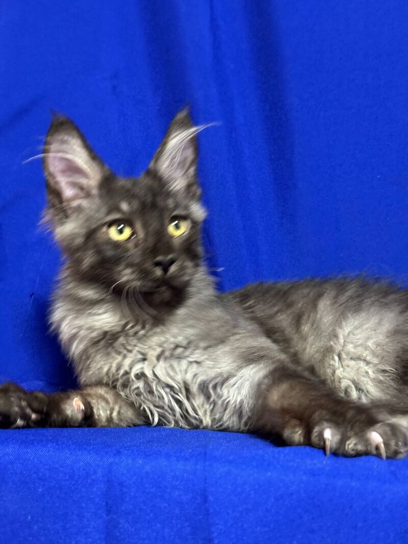 Banny Maine Coon male, black silver