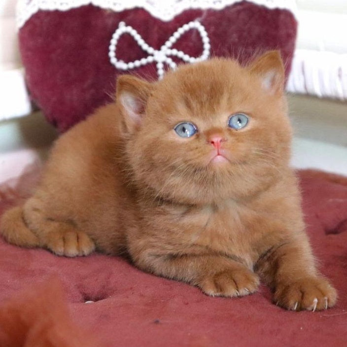 Redmy British Shorthair female, cinnamon