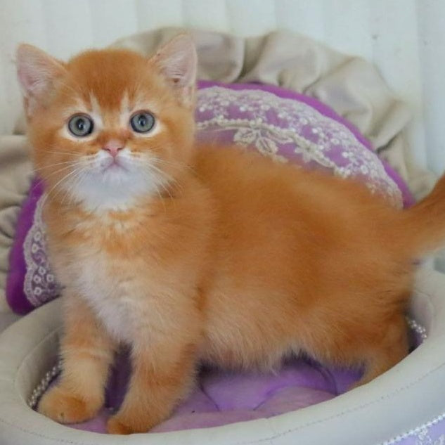 Moshe British Shorthair male, red