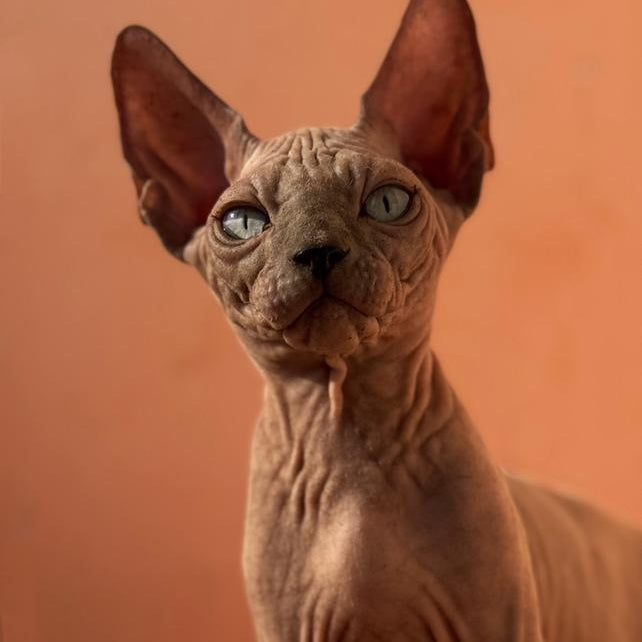Flint Canadian Sphynx male, blue pointed
